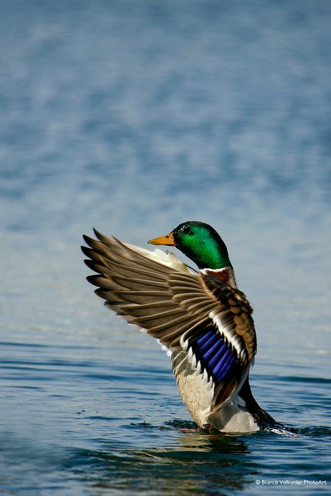 Duck Photography, Hunting Photography, Baby Wolves, Duck Tattoos, Old Planes, Homemade Toys, Kinds Of Birds, Mallard Duck, Blue Feather