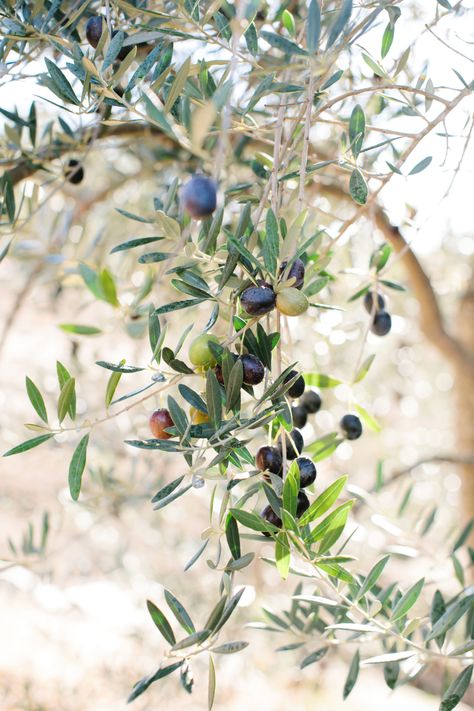 Medlock Ames - Visit - Bell Mountain Ranch Olives Photography, Olive Harvesting, Olive Trees Photography, Wild Olive Tree, Italian Living, Early Mountain Vineyard, Vanessa Jackman, Avocado Tree, Fruits Images