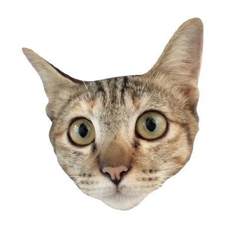 Face Cute, Cat Png, Free Cats, Transparent Image, Face Images, Graphic Design Projects, Cat Stickers, Cat Face, All About Cats