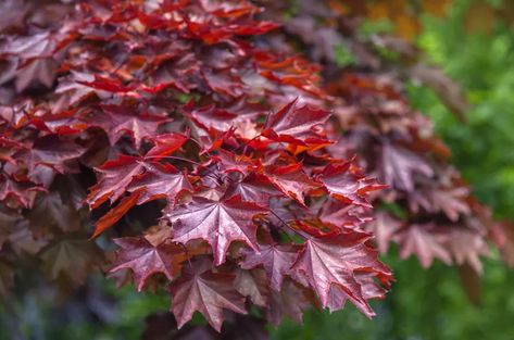 How to Grow and Care for 'Crimson King' Maple Orange Shelves, Japanese Maple Varieties, Crimson King, Acer Platanoides, Maple Seeds, Plant Diseases, Ornamental Trees, Environmental Damage, Maple Tree