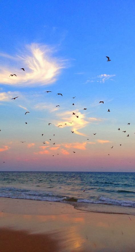 Birds flying above the ocean at the beach. What a beautiful scenery. Ocean Birds, Sunset Ocean, Bird Wallpaper, Birds Flying, Beautiful Scenery, At The Beach, The Ocean, The Beach, Birds