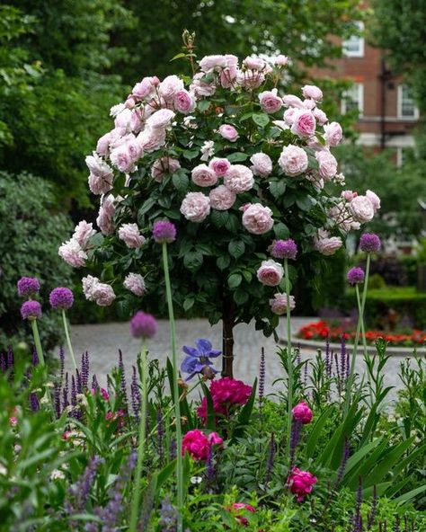 David Austin Roses on Instagram: "Ensure that your roses take centre stage, simply by elevating them.🌹 Planting standard tree roses amongst mixed borers allows you to enjoy the blooms and fragrance to the fullest, while creating height and interest. Pictured here is Olivia Rose Austin (Ausmixture), paired beautifully with an array of perennials such as alliums, astrantia, nepeta and campanulla. #davidaustinroses #Englishroses #treeroses #oliviaroseaustin" Olivia Rose Austin, Waterfall Garden, Cottage Roses, Olivia Rose, Rose Trees, David Austin Roses, David Austin, Centre Stage, Rose Cottage