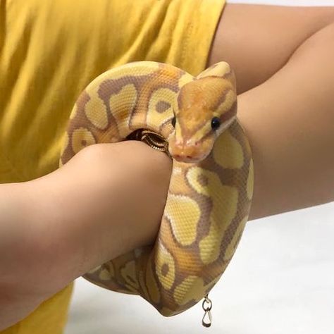 Banana Pastel Ball Python, Ball Phytons, Banana Ball Python, Snake Terrarium, Pretty Snakes, Ball Pythons, Cute Reptiles, Cute Snake, Pet Snake