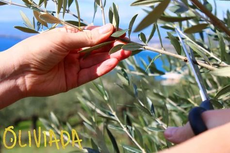 Olive Tree Propagation, Propagating Trees, Pruning Olive Trees, Sweet Olive Tree, How To Grow Olives, Russian Olive Tree, Olive Tree Care, Indoor Olive Tree, Egg House