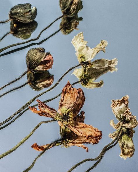 jeanne canto on Instagram: “dead flowers + an artificial sky ☁️ dried these poppies upside down by the window in my studio and hoped they might bring me a moment of…” Dead Flowers, Poppy Flower, The Window, Upside Down, Poppies, Herbs, Bring It On, In This Moment, Flowers