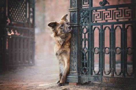 by @bb_snapshot/ and shortlisted in the 2020 International Pet Photographer of the Year Awards (Open category). About Jaqueline Samad (from Germany): "I'm a dog owner and dog photographer from Germany. Dogs were always my passion. I started with dog photography when my first dog a French Bulldog became really sick. I started in May 2016 to take photos from him and then also took photos of friends dogs. In November 2016 I started my own business BB SnapShot and I love it. I love to be outside wit With Dog Photography, Photos Of Friends, Dog Photography Poses, Professional Pet Photography, Urban Dog, Dog Background, First Dog, Best Dog Photos, Gsd Dog