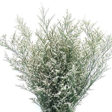 Limonium is a slender flower with tiny blooms on each stem. A great filler option that looks delicate however limonium has a paper-like texture, meaning these flowers last forever. These work great with dried/preserved elements, any white color palette, or for winter weddings to evoke misty snow. White Color Palette, Winter Wedding Photos, Woodland House, Wedding Photo Booth Props, Forest Backdrops, Winter Weddings, Event Flowers, Winter Flowers, Seasonal Flowers