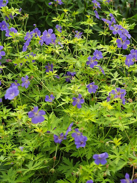 GERANIUM ‘BLUE SUNRISE’ Cotswold Garden, Plant Notebook, Blue Sunrise, Hardy Geranium, Planting Design, Parts Of A Flower, Herbaceous Perennials, Hardy Plants, Plant List