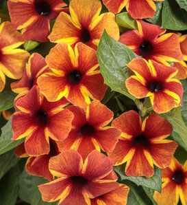 Thunbergia Alata, Black Eyed Susan Vine, Fast Growing Vines, Growing Vines, Brown Eye, Proven Winners, Climbing Vines, Garden Containers, Starter Plants