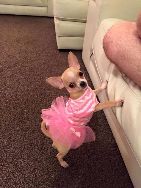 Chiwawa Puppies, Teacup Chihuahua Puppies, Chihuahua Clothes, Really Cute Puppies, Princess Dog, Very Cute Dogs, Cute Chihuahua, Chihuahua Love, Silly Dogs