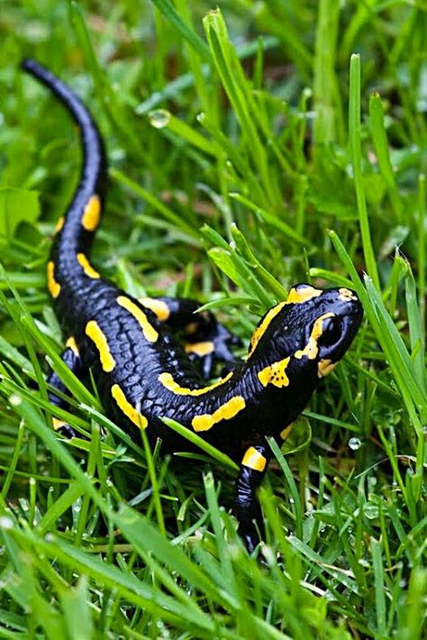 Fire Salamander, Gecko Wall Art, Amazing Frog, Small Lizards, Salamanders, Reptiles Pet, Reptiles And Amphibians, Lizards, Gotham City