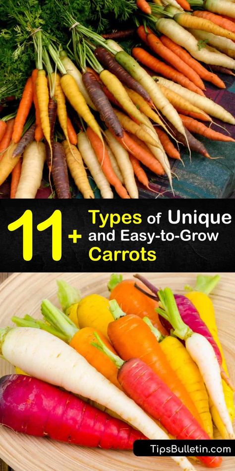 Heirloom Carrots, Types Of Carrots, Carrot Varieties, Growing Broccoli, How To Plant Carrots, Carrot Colour, Growing Carrots, Sweet Carrot, Root Veggies