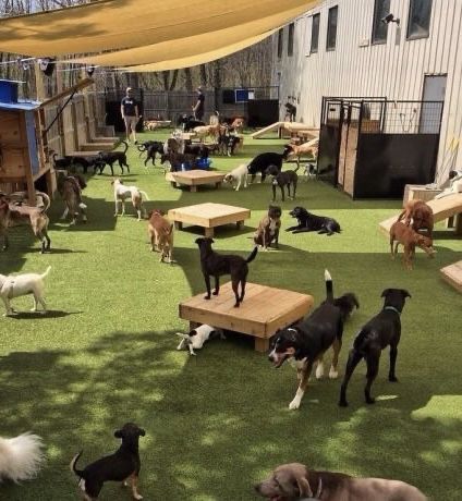 Dog Room In Garage, Room In Garage, Dog Daycare Design, Dog Park Design, Dog Daycare Business, Animal Shelter Design, Indoor Dog Park, Dog Boarding Facility, Dog Boarding Kennels