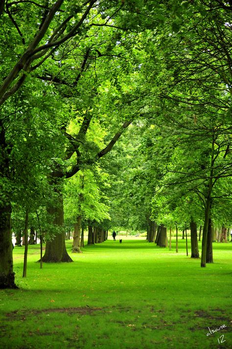 Regents Park London, फोटोग्राफी 101, Meditation Garden, Regents Park, London Park, Dslr Background Images, Green Park, London Town, London Life