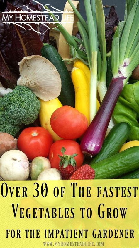 Fast Growing Vegetables, Vegetables To Grow, Homestead Life, Vegetable Garden Tips, Food Fast, Growing Veggies, Organic Vegetable Garden, Home Vegetable Garden, Organic Gardening Tips