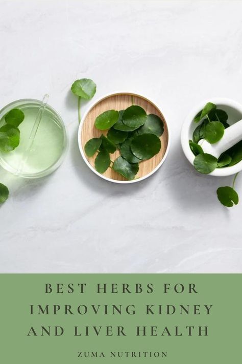 The functioning of our liver and kidneys is critical to our overall health. These herbs aid in liver and kidney detoxification, allowing your body to function at its best. 🌿 Herbs That Cleanse The Liver, Liver Herbs Natural Remedies, Herbs For Kidney Repair, Herbs For Kidney Health, Kidney Detoxification, Heal Kidneys, Kidney Support, Liver Supplements, Kidney Pain