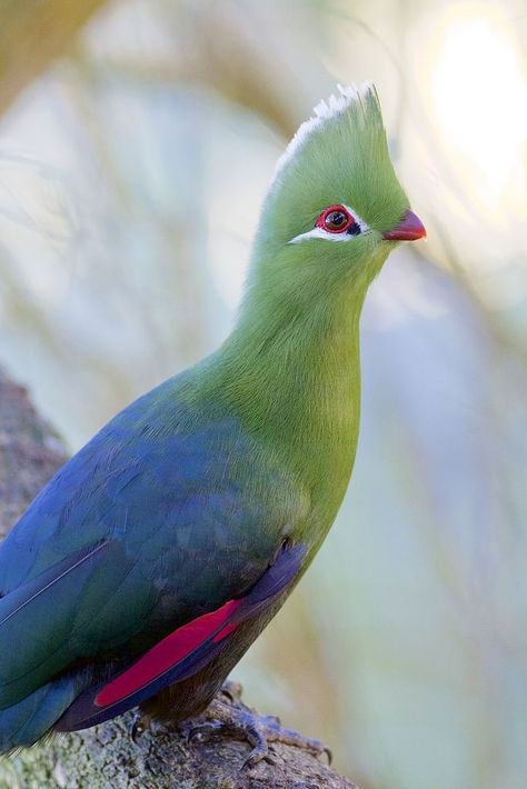 Knysna Turaco Knysna Turaco, South African Birds, African Birds, Western Cape South Africa, Knysna, Prehistoric Animals, Western Cape, Bird Pictures, Magical Places