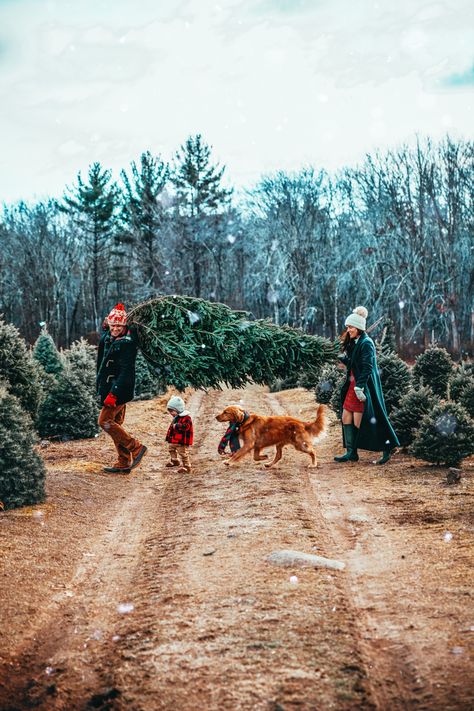 Winter Family Photoshoot, Christmas Tree Farm Photos, Family Tree With Pictures, Christmas Family Photoshoot, Christmas Tree Pictures, Christmas Tree Wallpaper, Classy Girls Wear Pearls, Kiel James Patrick, Farm Photo