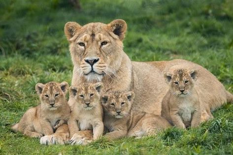 Lots of Lions - I Can Has Cheezburger? Lioness With 4 Cubs Tattoo, Mama Lion And Cubs Tattoo, Lion With Cubs, Lions Family, Lioness And Cub Tattoo, Baby Lion Cubs, Lion Africa, Lioness And Cubs, Cubs Tattoo