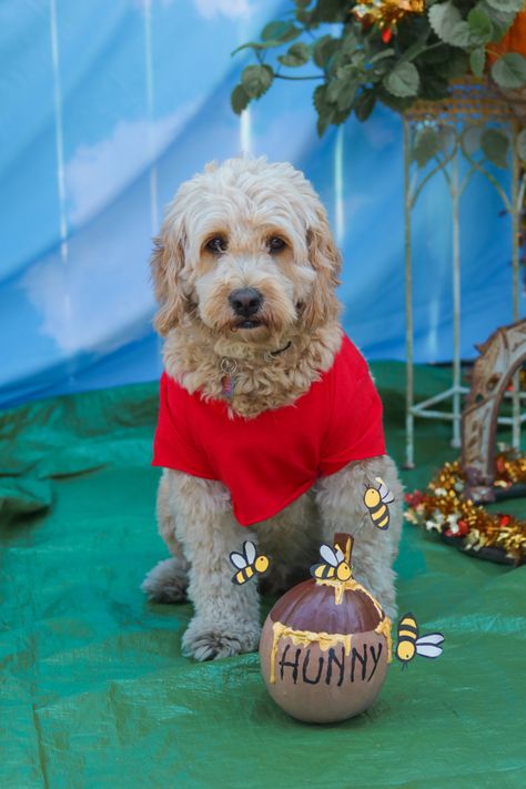 Winnie the Pooh golden doodle costume Winnie The Pooh Dog Costume, Dog Tiger Costume, Pooh Costume, Winnie The Pooh Costume, Tiger Costume, Golden Doodle, Family Costumes, Dog Costume, Diy Dog Stuff