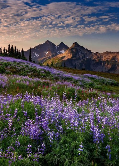 A beautiful alpine morning dougshearerphotography Pretty Landscapes, Beautiful Mountains, Nature Aesthetic, Pretty Places, Nature Travel, Amazing Nature, Nature Pictures, Pretty Pictures, Beautiful World