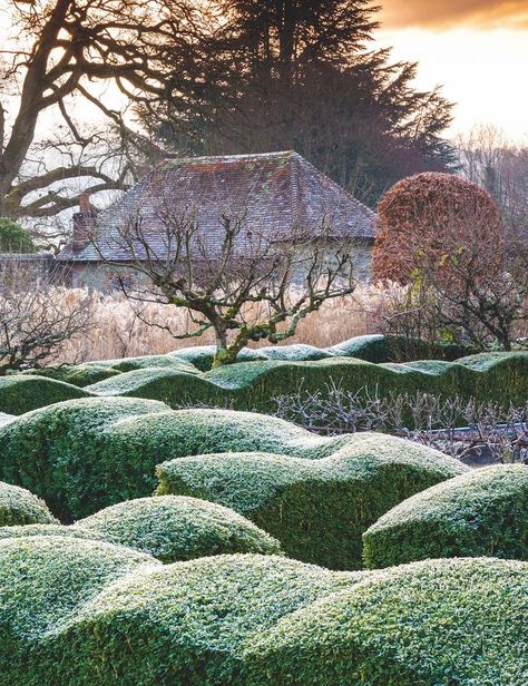 Arne Maynard, Cloud Pruning, Garden Tools Design, Garden Hedges, Topiary Garden, Walled Garden, Garden Design Ideas, Family Garden, Contemporary Garden