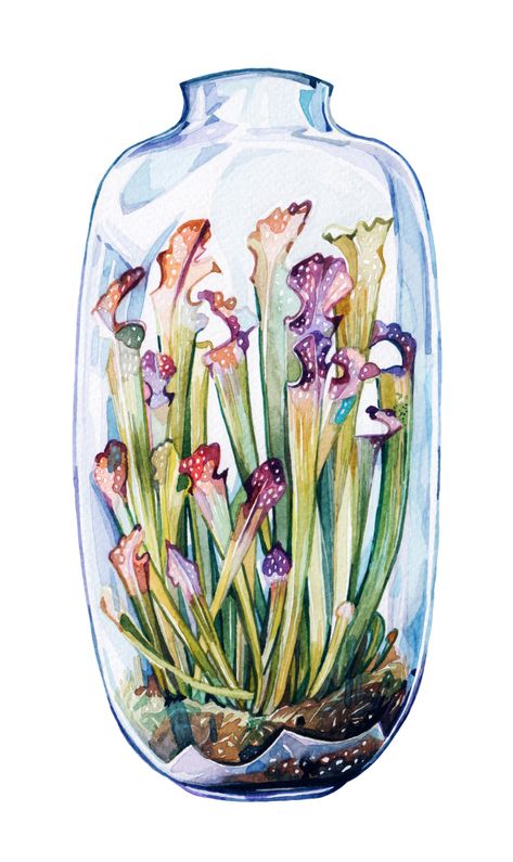 Watercoloured updates from illustrator Holly Exley Carnivorous Terrarium, Holly Exley, Large Glass Vase, Plant Terrarium, Nature Sketch, Flora Design, Watercolor Succulents, Illustration Photo, Pitcher Plant