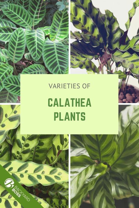 Calathea Propagation, Calathea Varieties, Indoor Plants Tips, Houseplant Pests, Plant Boutique, Garden Renovation Ideas, Indoor Gardening Supplies, Plants Grown In Water, Plants Unique