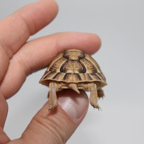 Indian Star Tortoise, Big Tortoise, Tortoise Food, Tortoise Care, Baby Tortoise, Cute Turtle, Indian Star, Art Terms, Reptiles And Amphibians