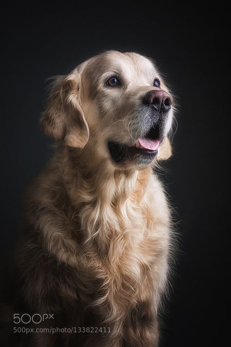 #Animals #Photography Golden Retriever Photoshoot, Dog Portraits Photography, Golden Retriever Pictures, Golden Retriever Photography, Golden Retriever Portrait, Dog Photography Studio, Puppy Photoshoot, Dog Portrait Photography, Dog Drawing Simple