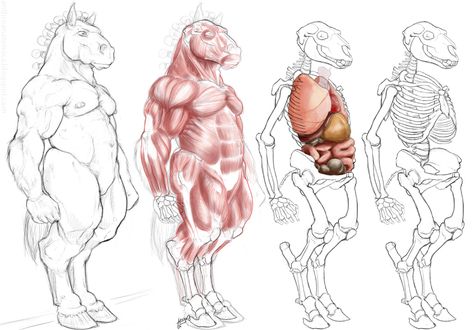 Anthro Poses, Anthro Horse, Unicorn Character, Drawing Legs, Hybrid Art, Horse Anatomy, Animal Anatomy, Group Ideas, Landscape Concept