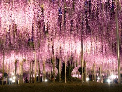 25 Most Beautiful Places in Japan - Condé Nast Traveler Wisteria Trees, Japanese Wisteria, Flower Park, Beautiful Places In Japan, Wisteria Tree, Tree Magic, Munnar, Breathtaking Places, Boracay