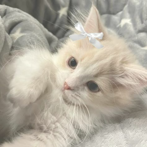 Animals Pfp, Cat Pfps, Cute Puppies And Kittens, Aesthetic Cats, Cat Profile, Kawaii Kitty, White Kitten, Cat Hacks, Cat Pfp