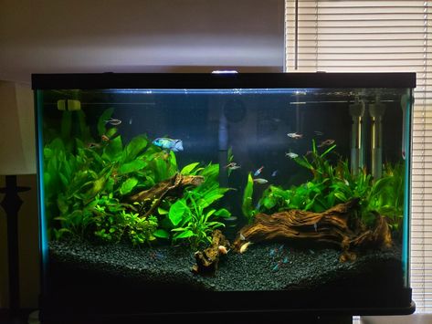 Planted 10 Gallon Aquarium, 29 Gallon Fish Tank Ideas, 30 Gallon Fish Tank, Bow Front Aquarium, Planted Fish Tank, 29 Gallon Aquarium, Tropical Fish Tank, Cool Fish Tank Decorations, Fish Tank Ideas