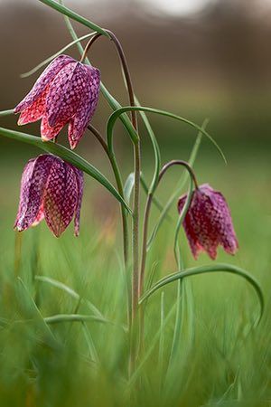 Fritillaria Meleagris, Unusual Flowers, Rare Flowers, Garden Cottage, Exotic Flowers, The Grass, Beautiful Blooms, Dream Garden, Plant Life