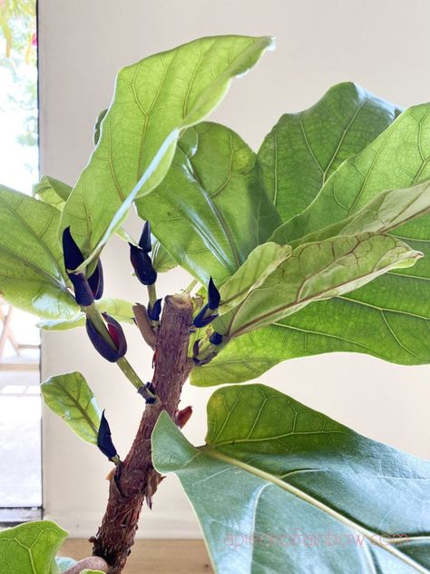 Prune Fiddle Leaf Tree, How To Make A Fiddle Leaf Fig Branch, Fiddle Fig Propagation, How To Prune Fiddle Leaf Fig Tree, Pruning Fiddle Leaf Fig, Fiddle Fig Tree Care, How To Propagate Fiddle Leaf Fig, Propagating Fiddle Leaf Fig, Fiddle Leaf Fig Tree Indoor