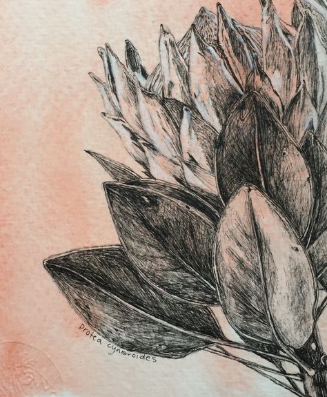 South Africa’s national flower - the protea. Ink on watercolour wash. Protea Sketch, African Plants, Protea Flower, Plant Drawing, Watercolor Wash, Eco Printing, Chalkboard Art, Watercolor Portraits, Mural Art