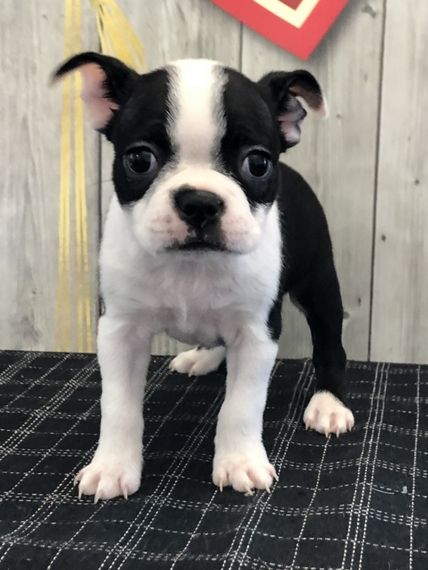 Sky Boston Terrier Puppy 634447 | PuppySpot Boston Terriers For Sale, Boston Terrier For Sale, Capuchin Monkeys, Boston Terrier Puppies, Baby Bulldogs, Baby Boston Terriers, Capuchin Monkey, Baby Pugs, English Bulldog Puppies