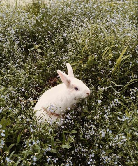 Rabbit Aesthetic, Alluka Zoldyck, Alice In Wonderland Aesthetic, Eyes Wide Open, American Gods, Adventures In Wonderland, White Rabbit, Cute Creatures, Animals Friends