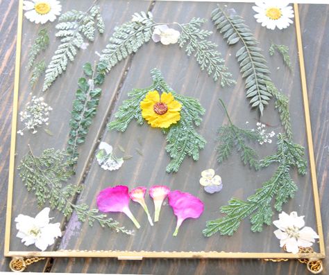 How to Make Pressed Flower Frames - Good Enough And Stuff Pressed Flower Crafts Projects, How To Dry Flowers For Picture Frame, Modge Podge Pressed Flowers, How To Make Pressed Flower Frame, Flower Press Picture Frame, Best Frames For Pressed Flowers, Diy Pressed Flower Art, Flower Footprint, Diy Framed Art