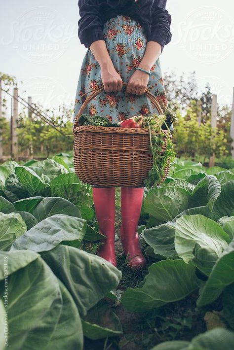 Gardening time - woman holding basket full of fresh vegetables  by JovoJVNVC | Stocksy United Drømme Liv, Lev Livet, Garden Photography, Pretty Stuff, Farm Girl, Farm Gardens, 가을 패션, Kitchen Garden, Photography Women