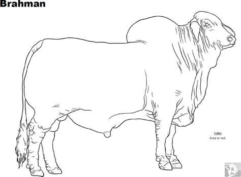 Cow Colouring Pages, Animal Science Activities, Brahman Cow, Donkey Drawing, Bull Artwork, Cow Sketch, Printable Colouring Pages, Cow Photography, Cow Coloring Pages