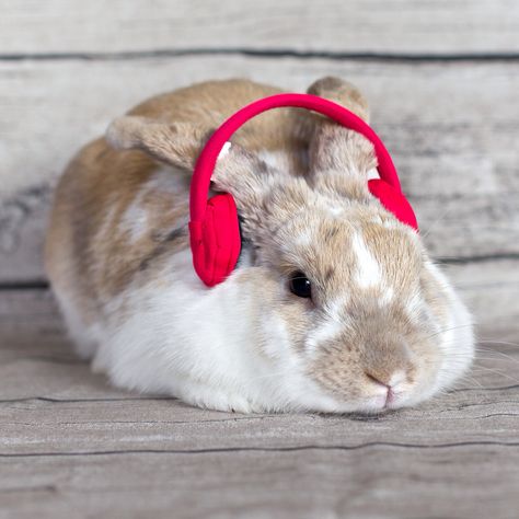 Bunny Listening To Music, Adorable Rabbits, Lovely Animals, Baby Bunnies, Bunny Rabbit, Listening To Music, Cute Animals, Memes