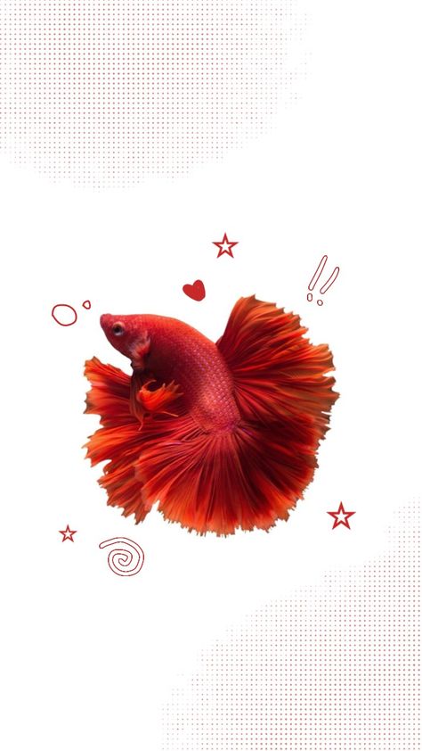 Cool Fish Wallpaper, Betta Wallpaper, Cute Fishes, Betta Fish Wallpaper, Red Y2k, Y2k Cute, Fish Wallpaper, Cute Fish, Iphone Wallpaper Photos