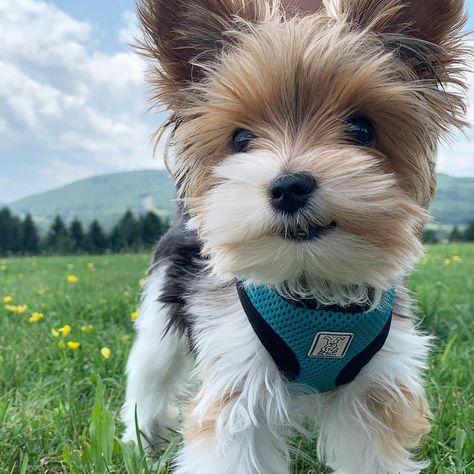 (no text) Parti Yorkies For Sale, Yorkie Puppies For Adoption, Yorkies For Sale, Teddy Bear Puppies, Yorkie Puppy For Sale, Teacup Yorkie Puppy, Very Cute Puppies, Teacup Yorkie, Baby Animals Pictures