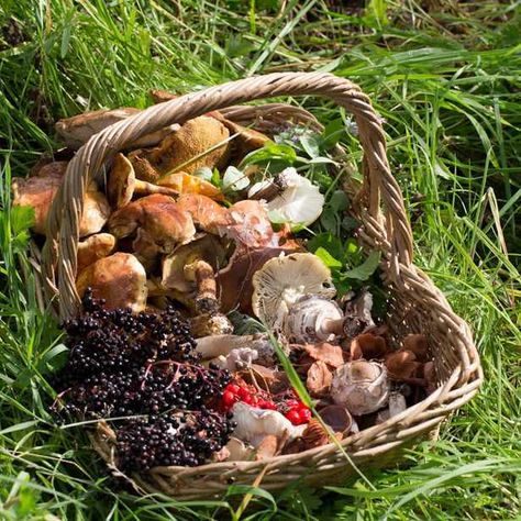 Foods-foraged-in-a-Yorkshire-country-park.Credit-Lucinda-Dransfield-dbc6871 Stardew Valley Aesthetic, Foraging Guide, Easy Recipe Ideas, Wild Food Foraging, Smoker Cooking, Foraged Food, Food Forest, Nuts & Seeds, Farms Living