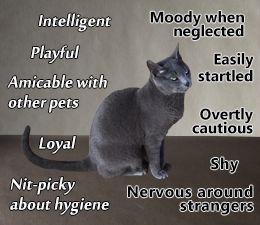 Russian Blue Cat Personality, Benny And Joon, Russian Blues, Cat Personality, Russian Blue Kitten, Different Types Of Cats, Russian Cat, Cat Personalities, Beautiful Kittens