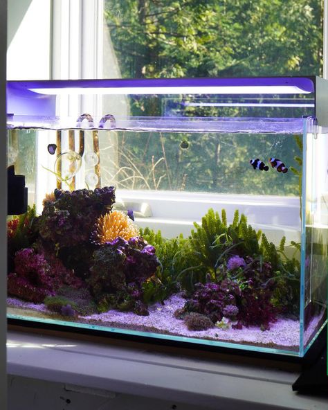 36 Gallon Fish Tank Ideas, Saltwater Aquascape, Blackwater Aquarium, Beta Tank, Salt Water Aquarium, Aqua Scape, Coral Aquarium, Coral Reef Aquarium, Cool Fish Tanks