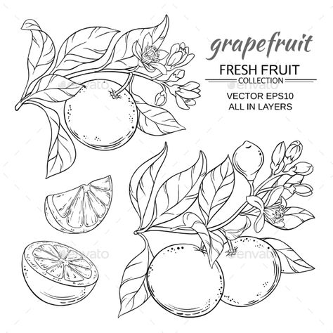 Grapefruit Vector Set #Grapefruit, #Vector, #Set Lemon Vector, August Bujo, Branch Vector, Flower Line Drawings, Lemon Tree, Flash Art, Fruit Art, Ink Illustrations, Pretty Tattoos