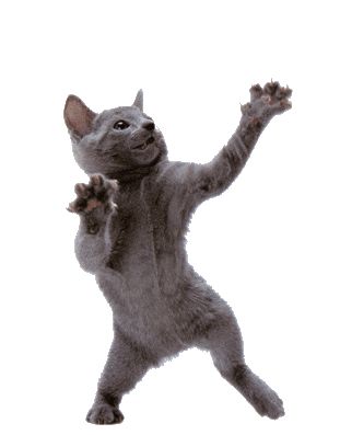 Dancing Meme, Cat Dancing, Meme Gif, Dancing Animals, Dancing Gif, Dancing Cat, Cat Meme, Cat Wallpaper, Best Memes